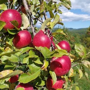 Apple Orchard Hand Poured Soy (6.5oz) Candle